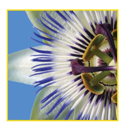 Sihl PosterColor X White Matt